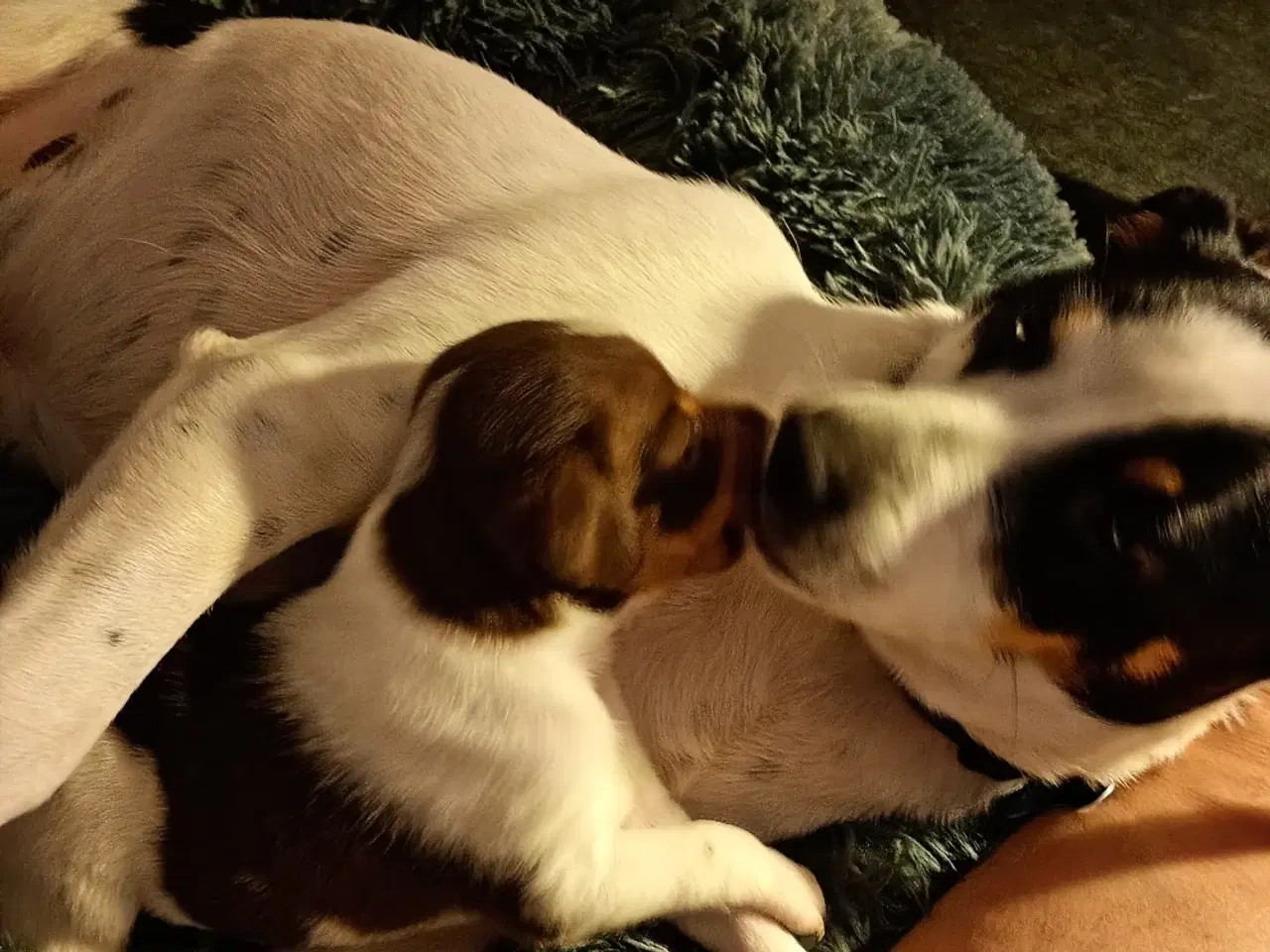 Billede 6 - Dansk Svensk gårdhunde hvalpe sælges