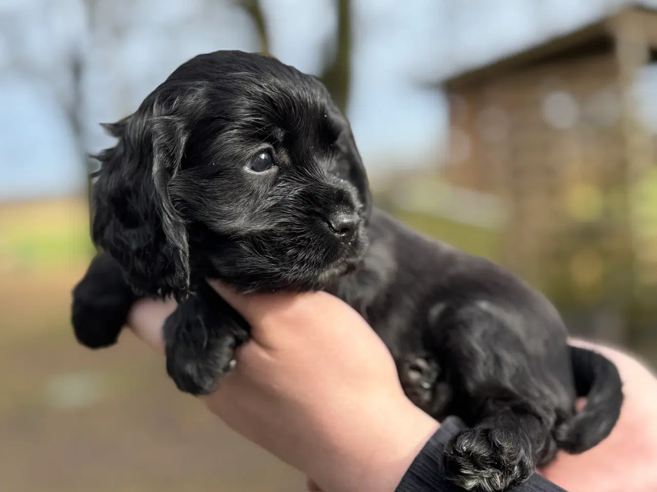 Billede 2 - spaniel hvalp fra undersøgte forældre 7 uger gl.