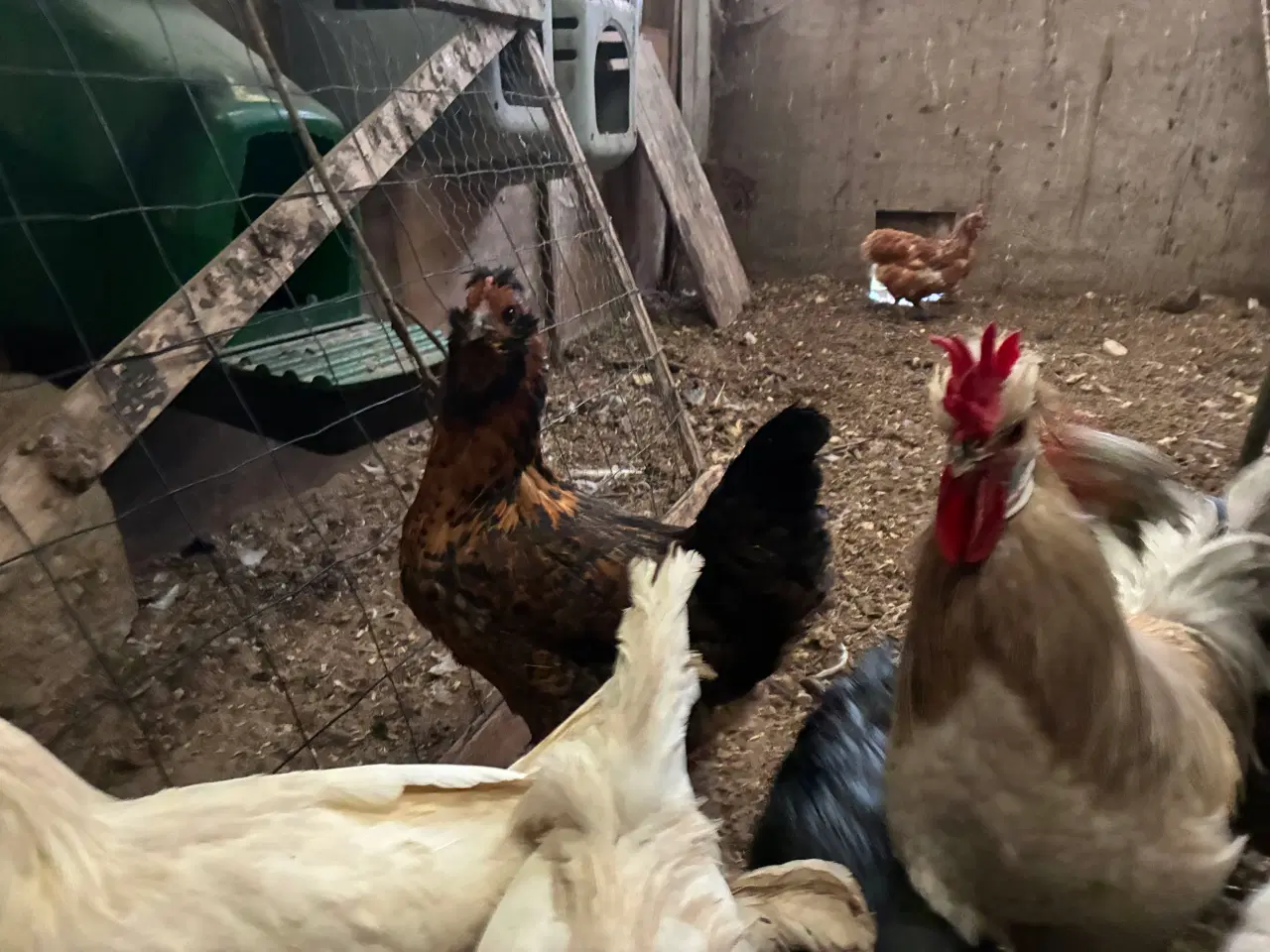 Billede 1 - Et vidunder Blandings høne