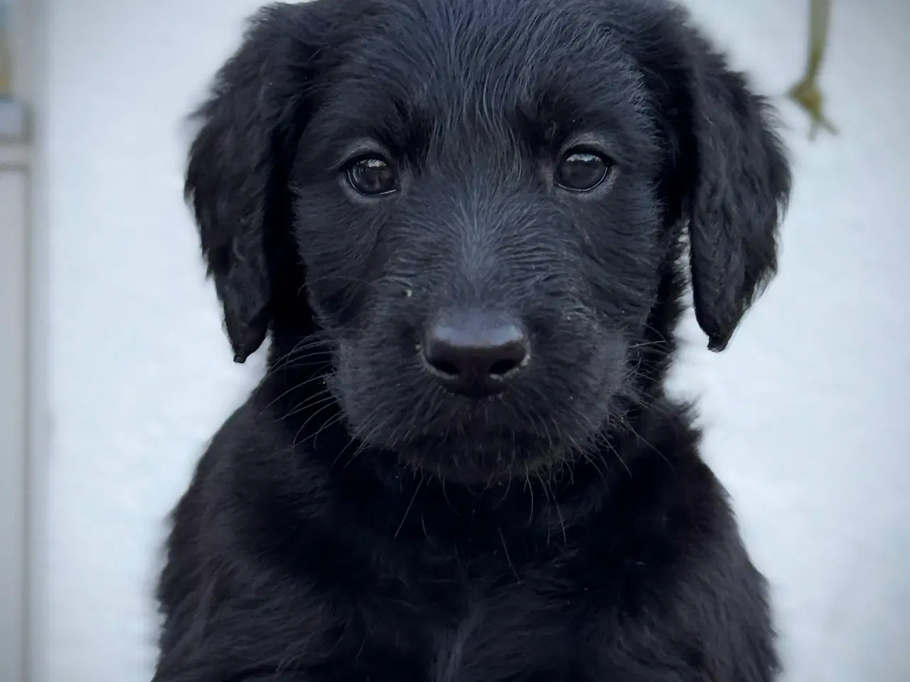 Billede 3 - Labradoodle hvalpe 