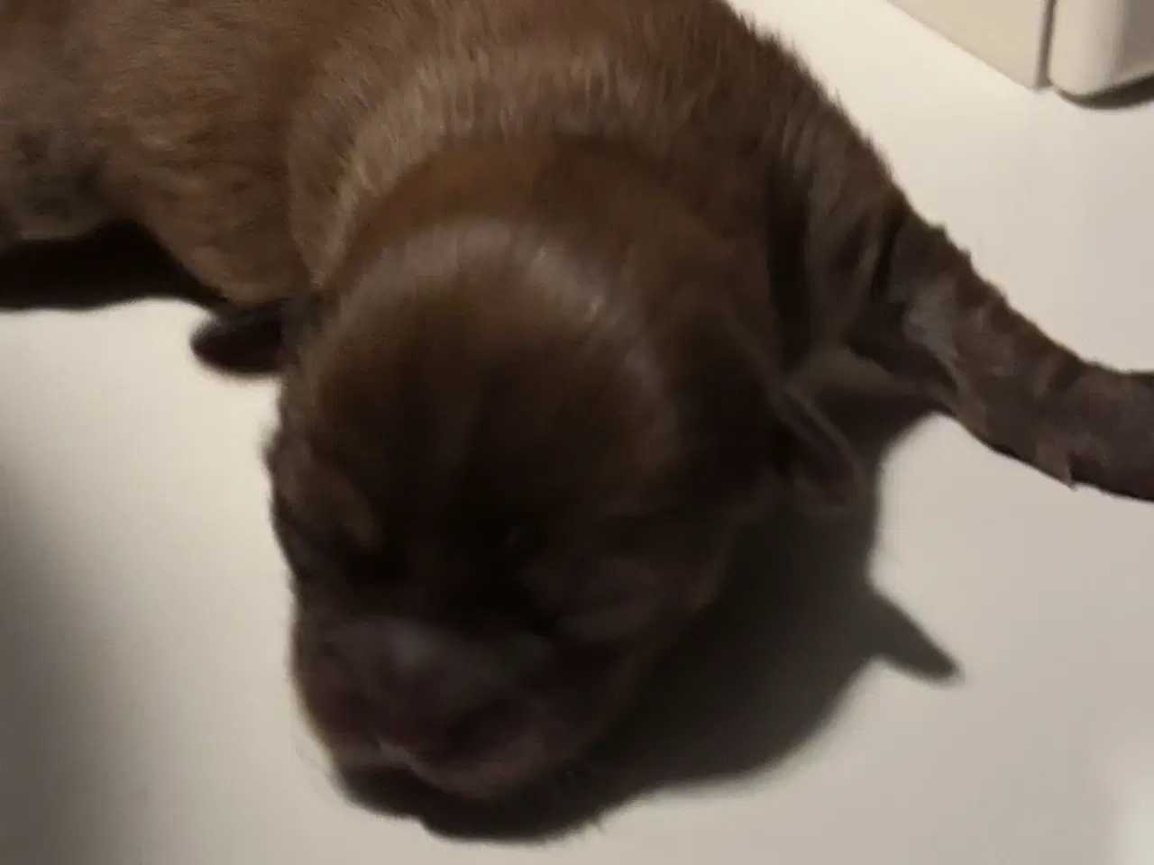 Billede 2 - Chihuahua