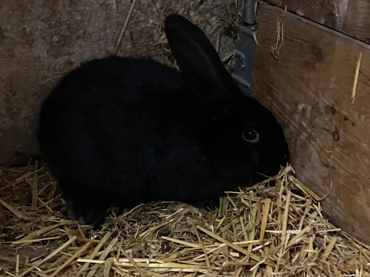 Billede 7 - Fransk vædder blanding