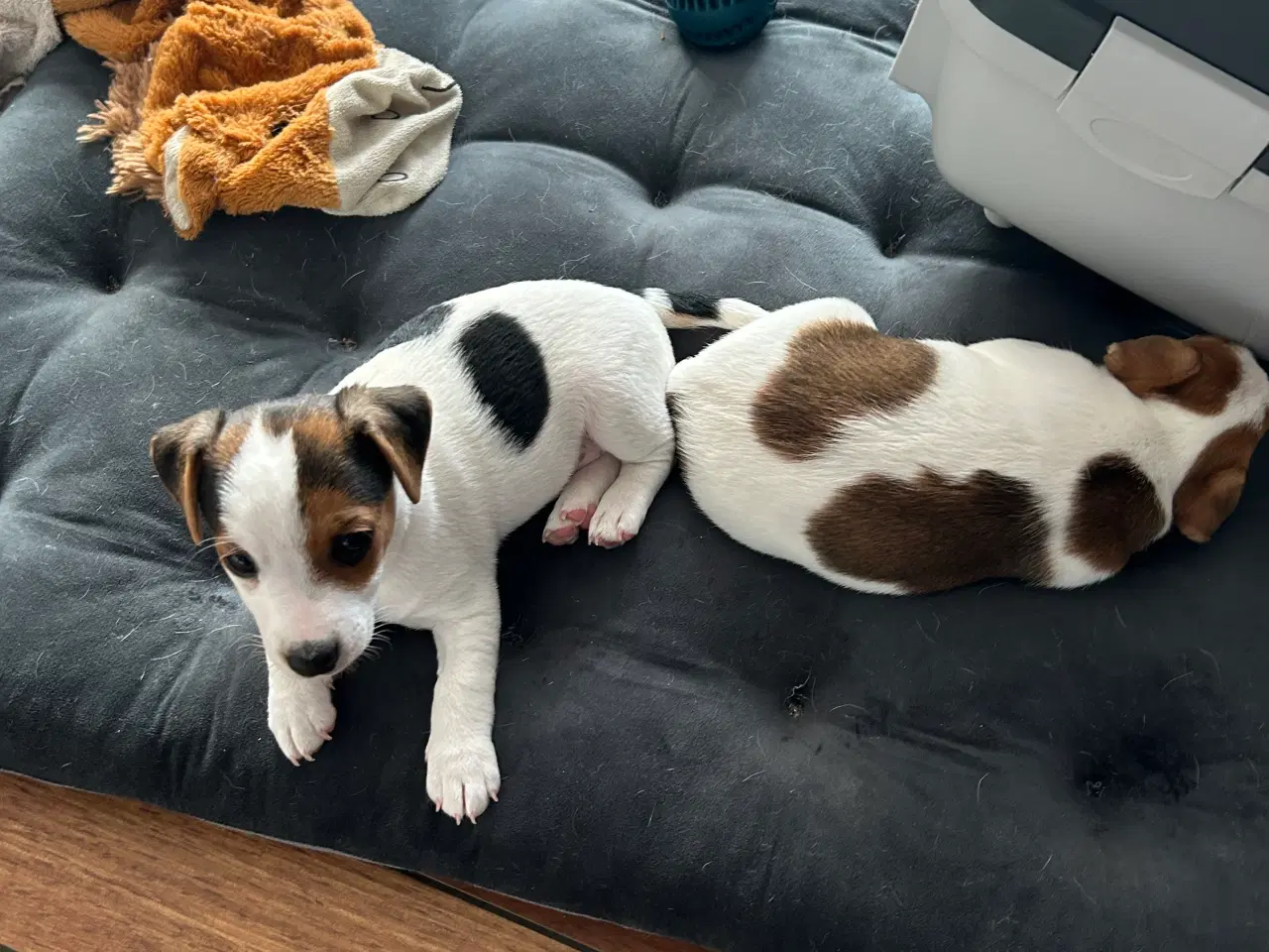 Billede 9 - Jack Russell hvalp