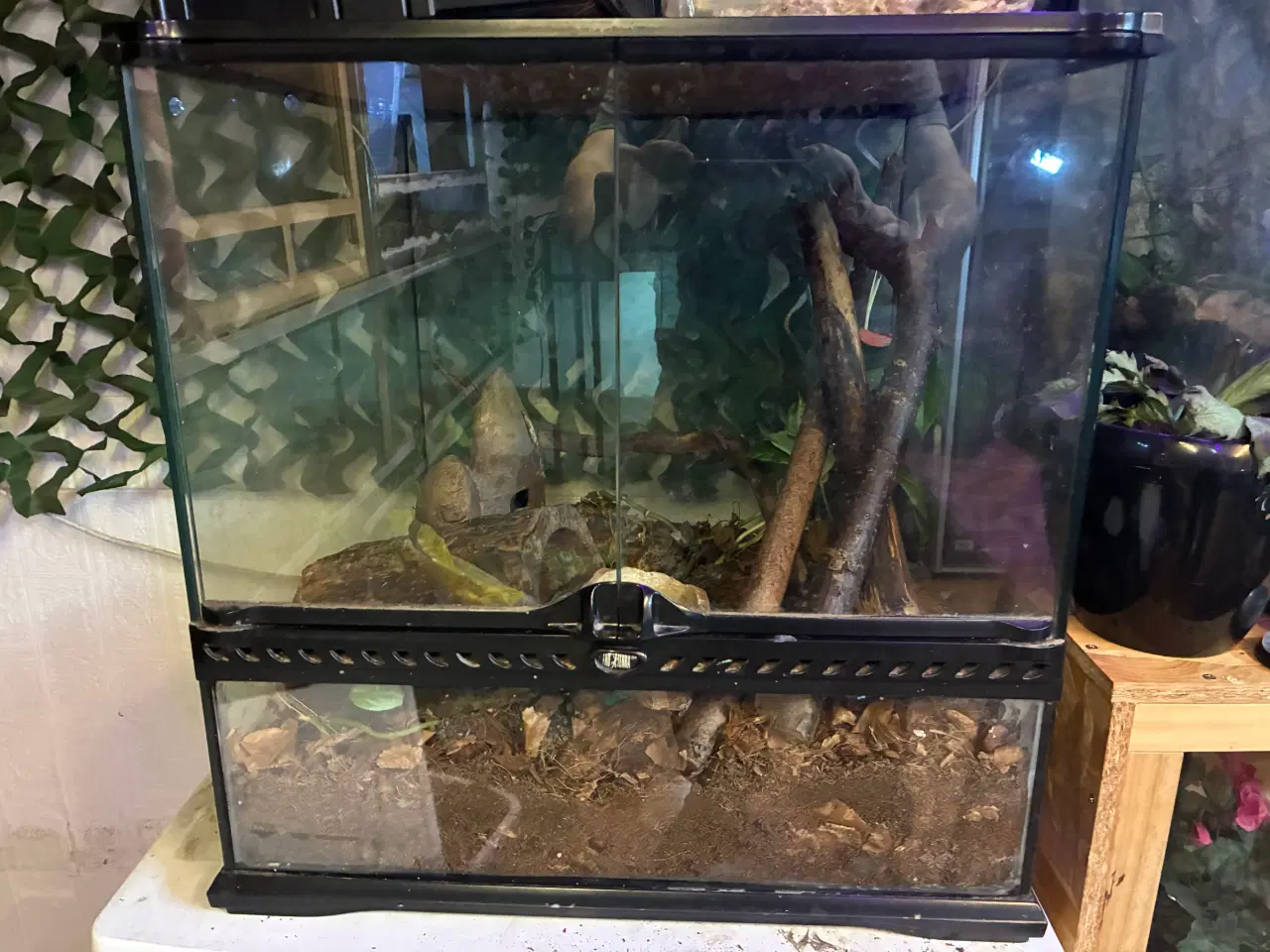 Billede 3 - Div terrarier sælges 