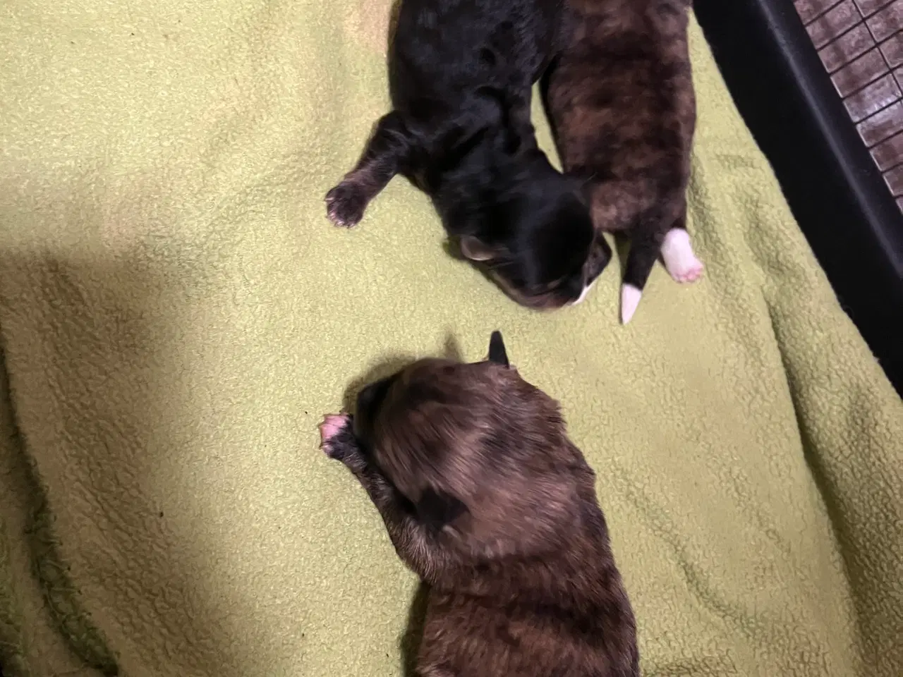 Billede 1 - 3 søde tæver. Små blandinger