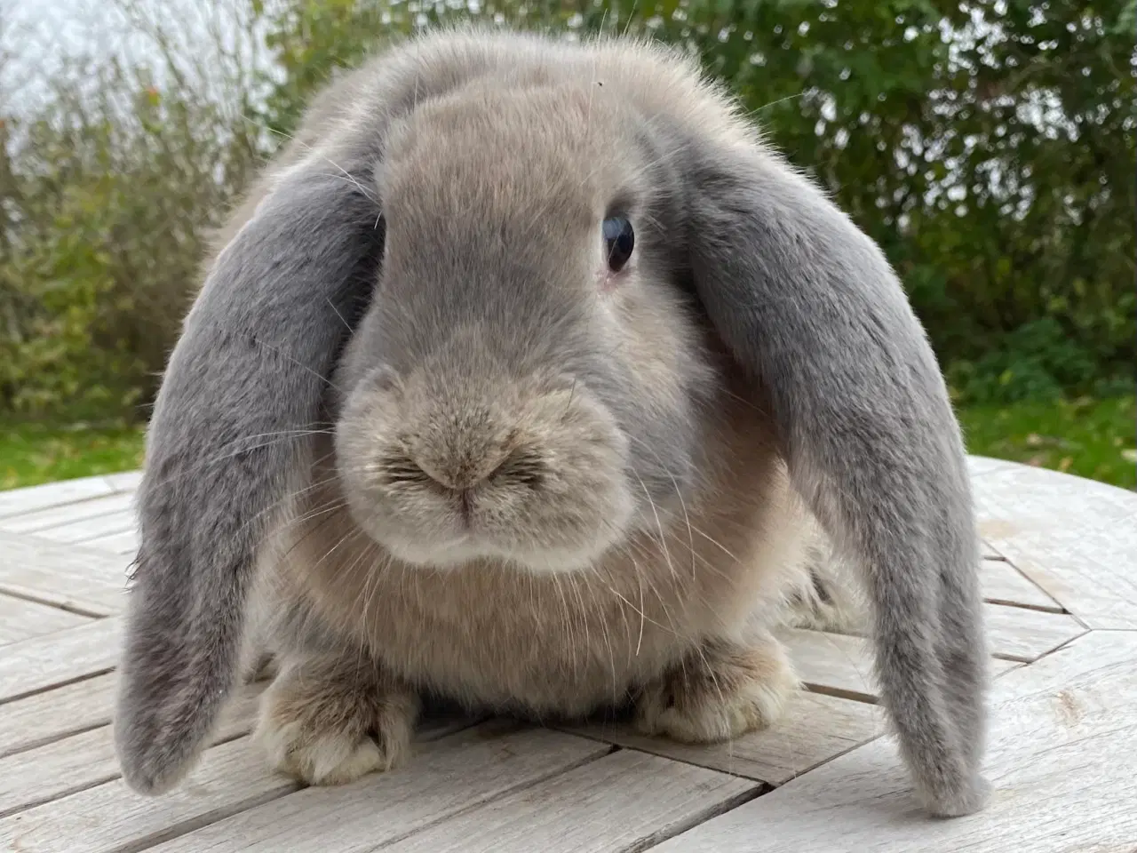 Billede 1 - FRANSK VÆDDER HAN ISABELLA OTTER