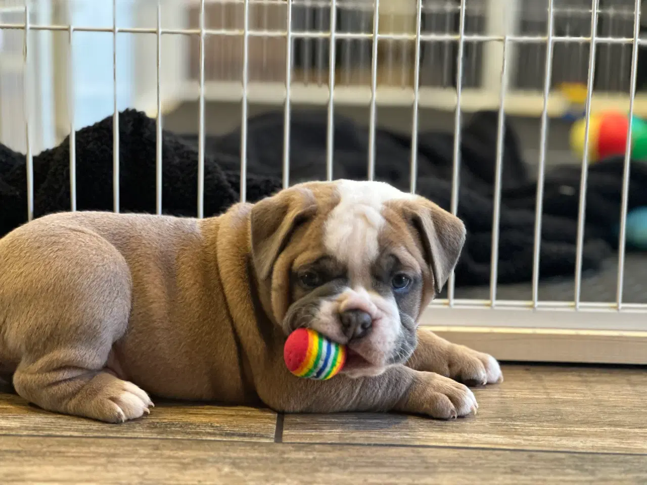 Billede 8 - Old English Bulldog 