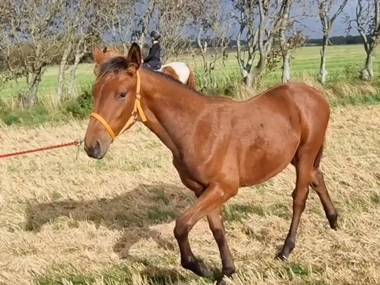 Billede 4 - Knabstrupper hoppeføl 