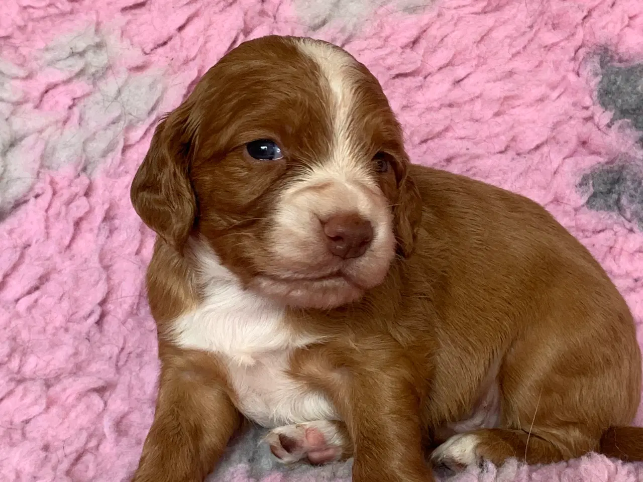 Billede 3 - FT Cocker Spaniel hvalpe
