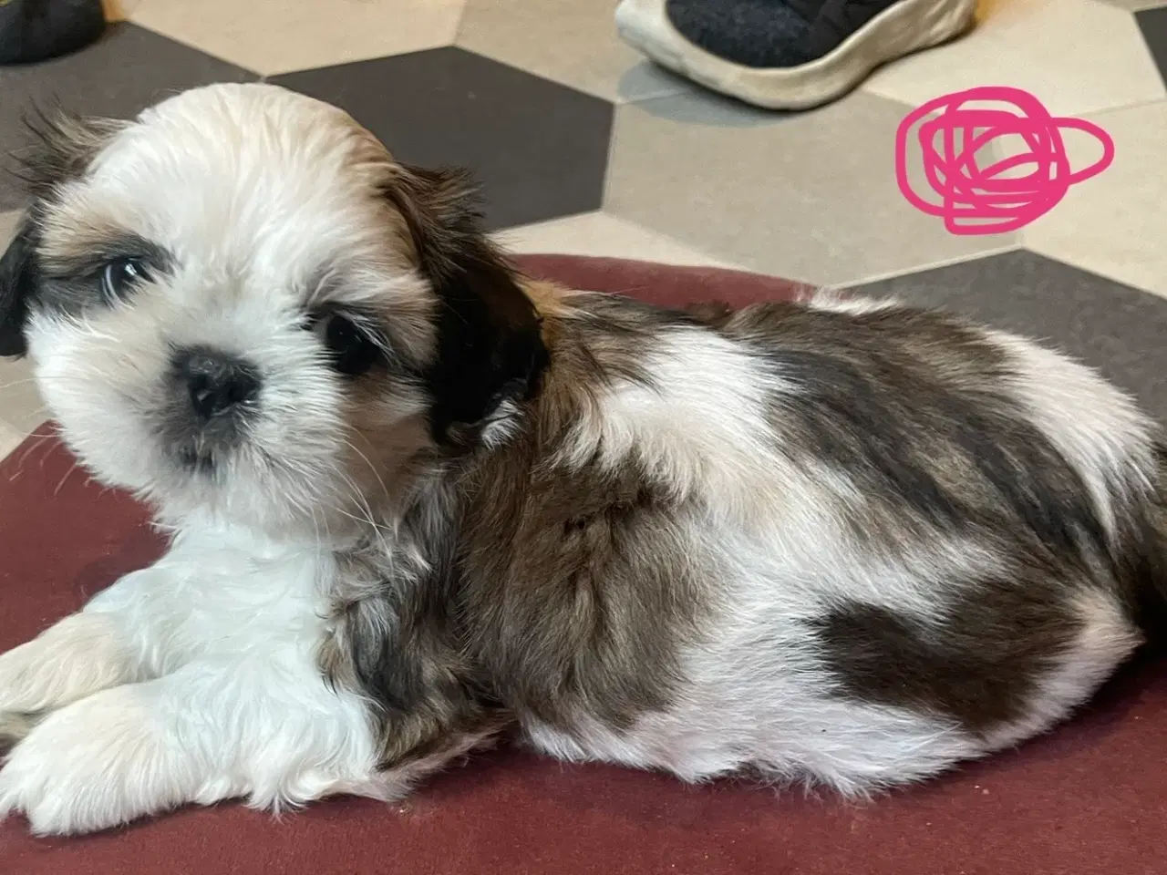 Billede 8 - 4 små Shih Tzu hvalpe mangler nye hjem🐶