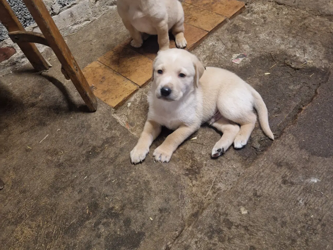 Billede 1 - Golden/ labrador 