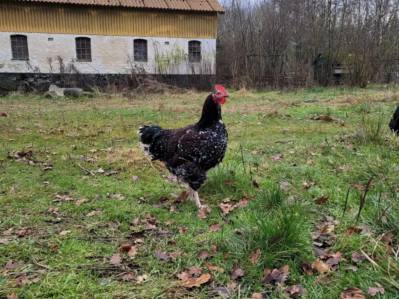 Billede 2 - Stor, sød og flot hane sælges