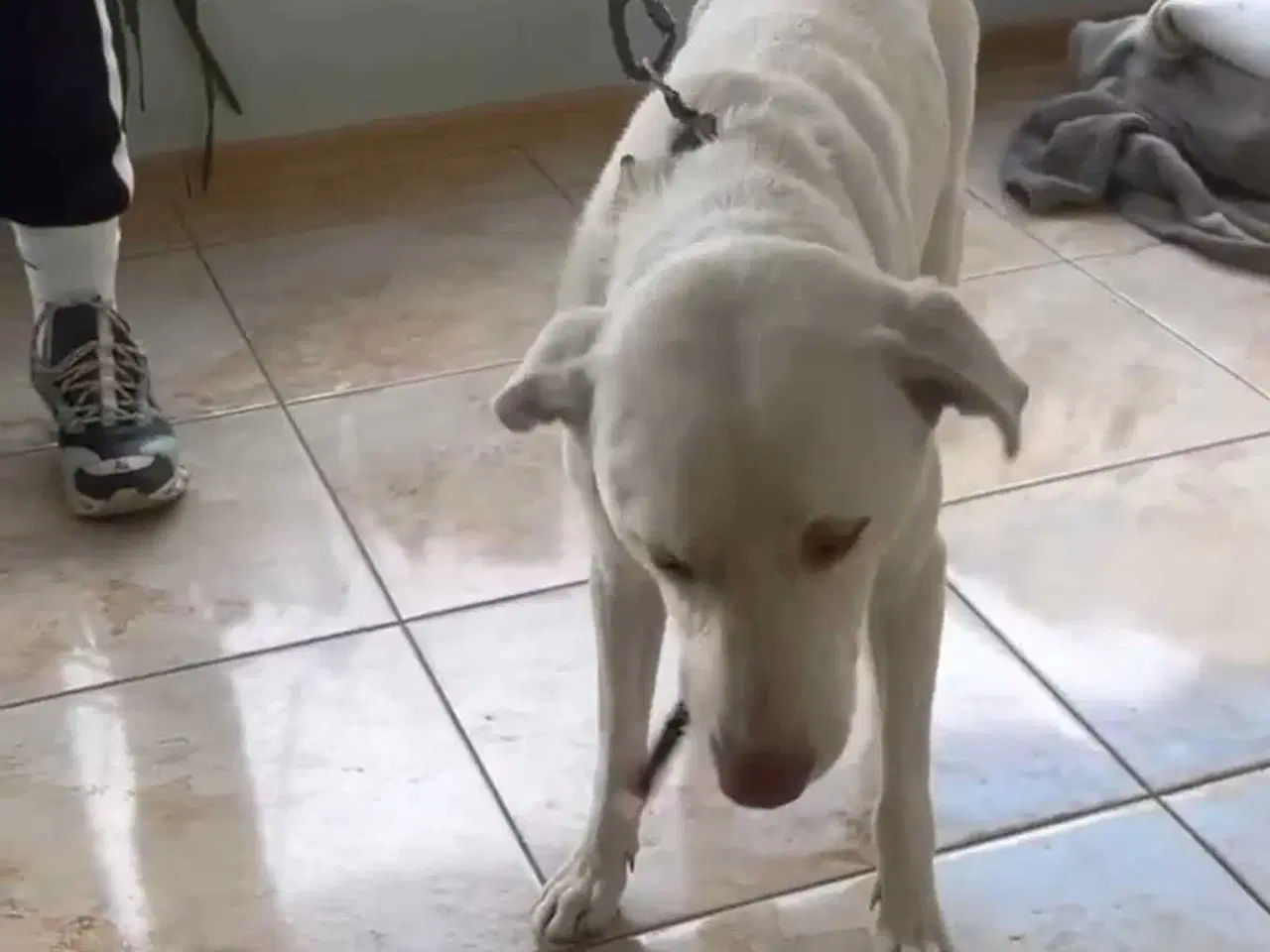 Billede 4 - Snoopy søger sit sidste hjem