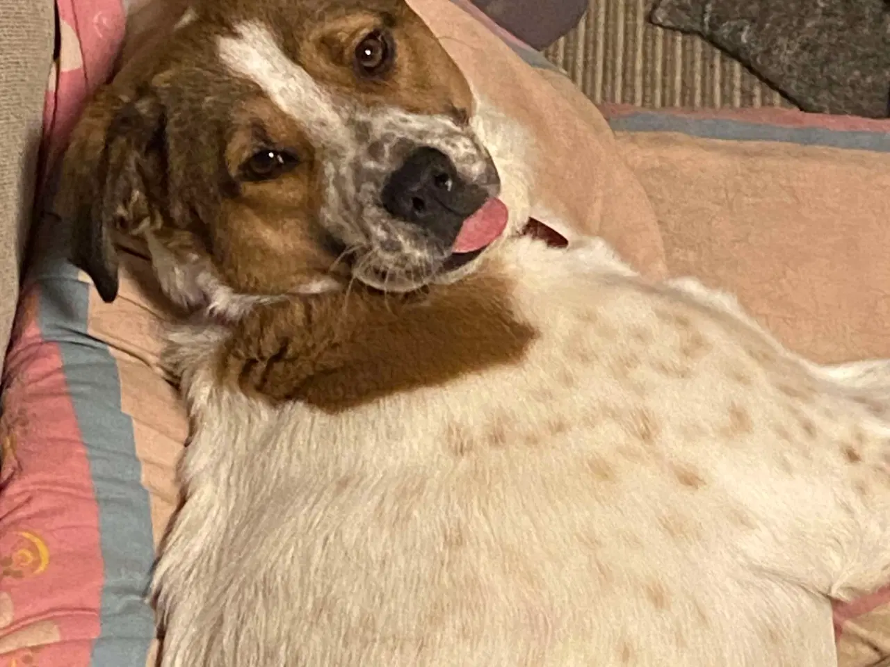 Billede 10 - Vigge - et smil på fire ben søger familie 🩷