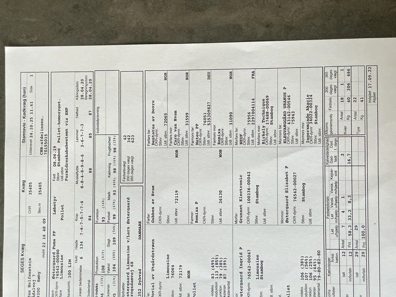 Billede 6 - 10 Limousine tyr- og kviekalve