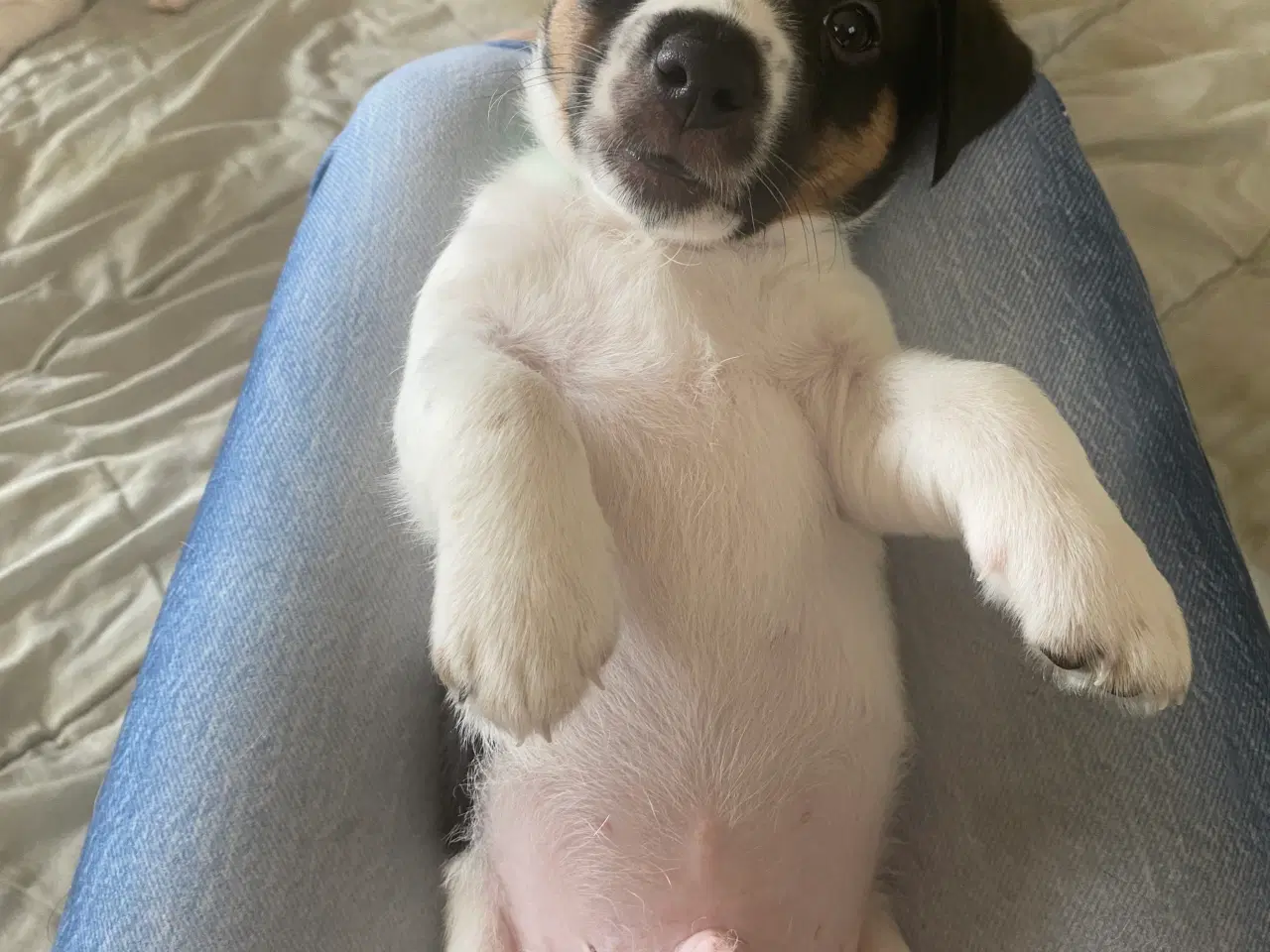 Billede 12 - Jack russel terrier 