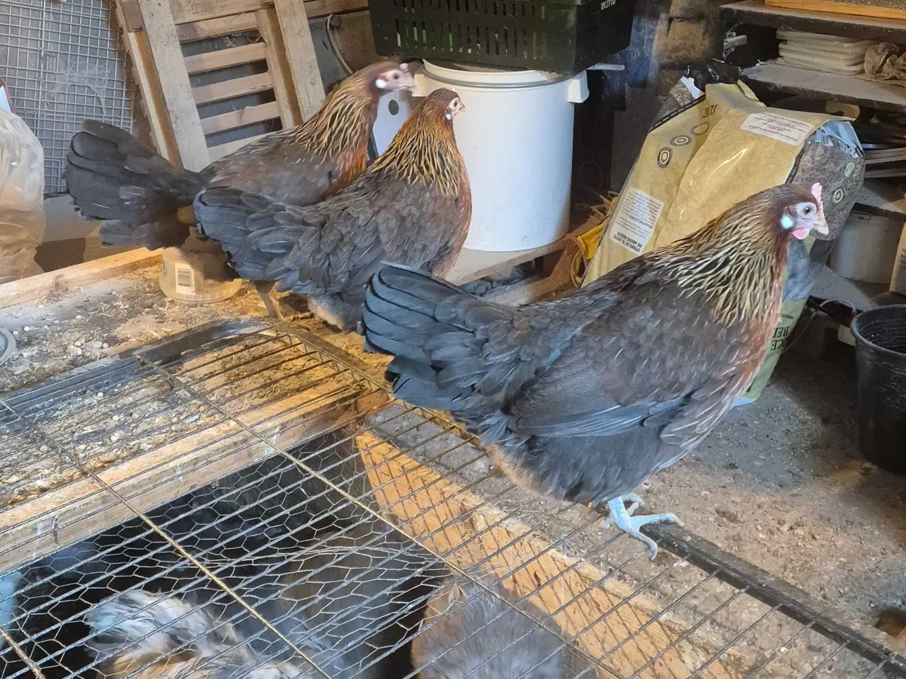 Billede 3 - Danske landhøns 