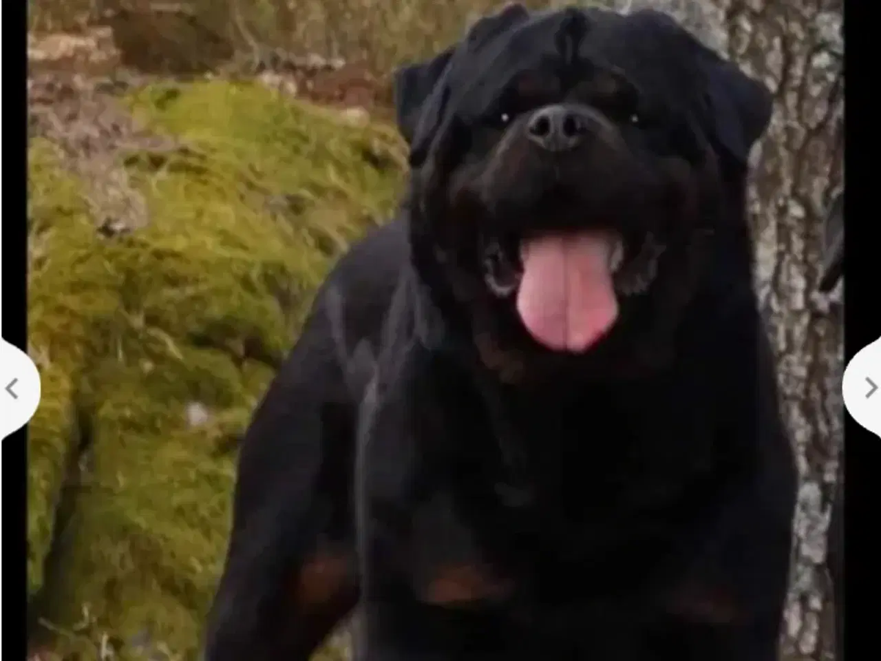Billede 4 - Lækker rottweiler/ 12 % Cane Corso tæve 8 mdr