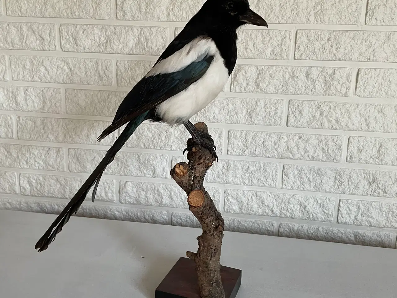 Billede 1 - Udstoppet husskade