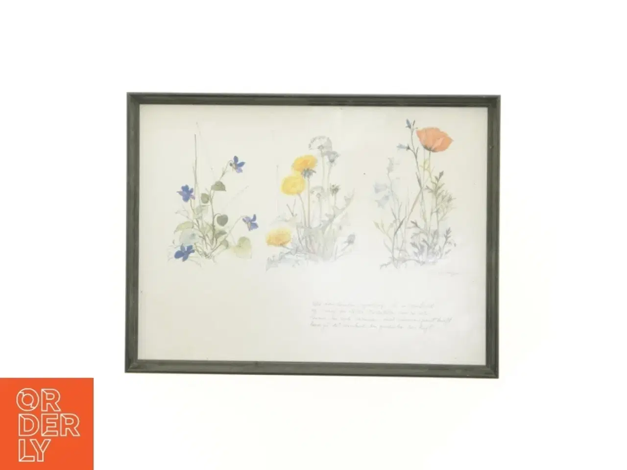 Billede 1 - Indrammet botanisk plakat (str. 40 x 30,5 cm)