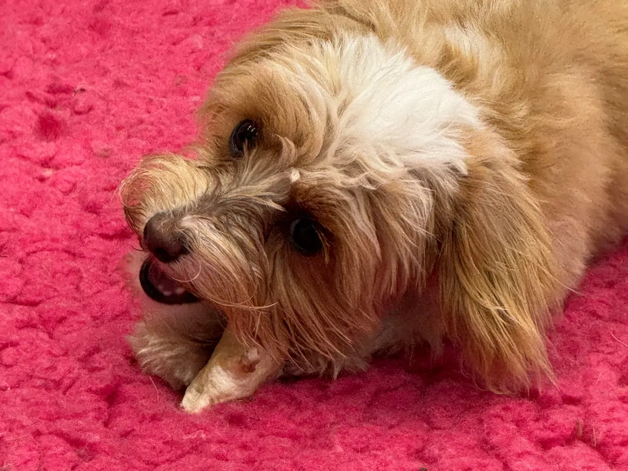 Billede 7 - Maltipoo4love 2 Smukke  drenge 