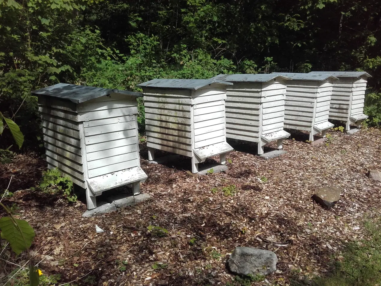 Billede 1 - Trugstade, bistade