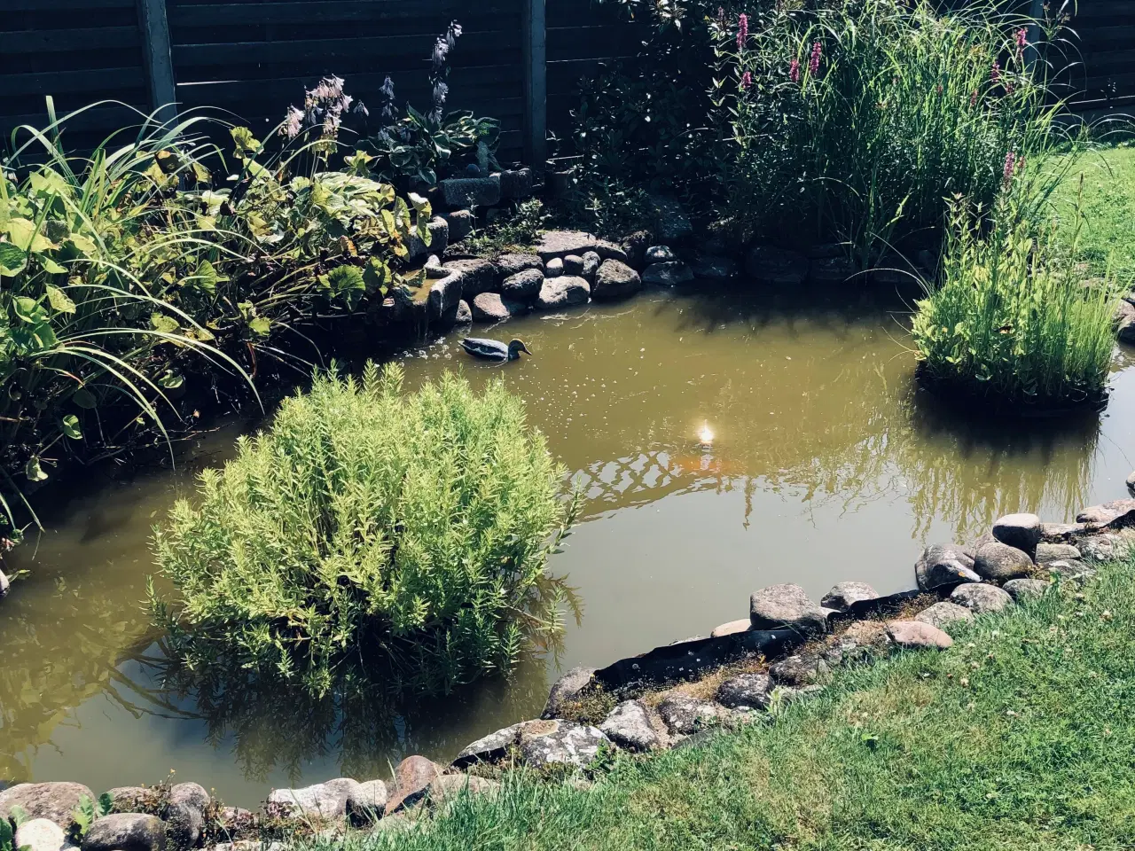 Billede 5 - Havedam komplet med pumpe, springvand og store koi