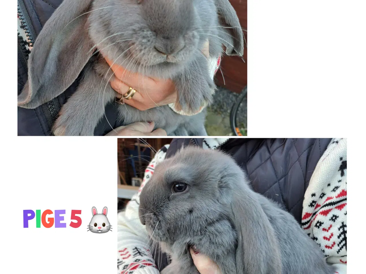 Billede 5 - Franske væddere søger nyt hjem