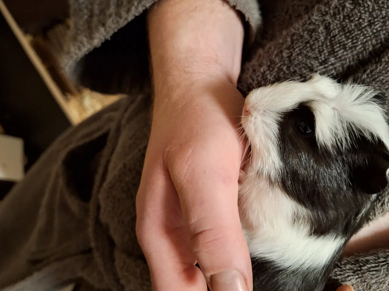 Billede 1 - Marsvine unger klar til nye hjem 2 jan