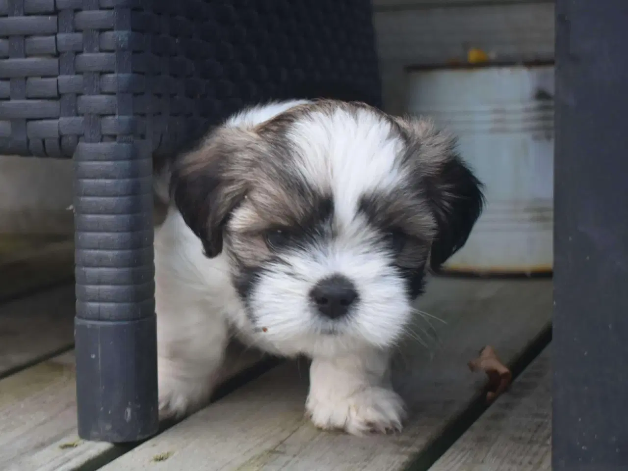 Billede 16 - Skønne Lhasa apso hvalpe 