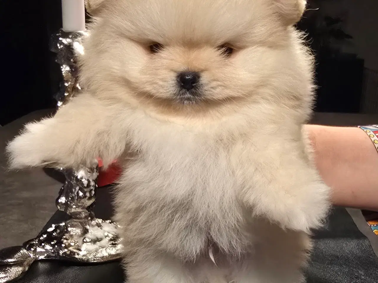Billede 7 - Pomeranian hvalpe , 4 søde drenge. 
