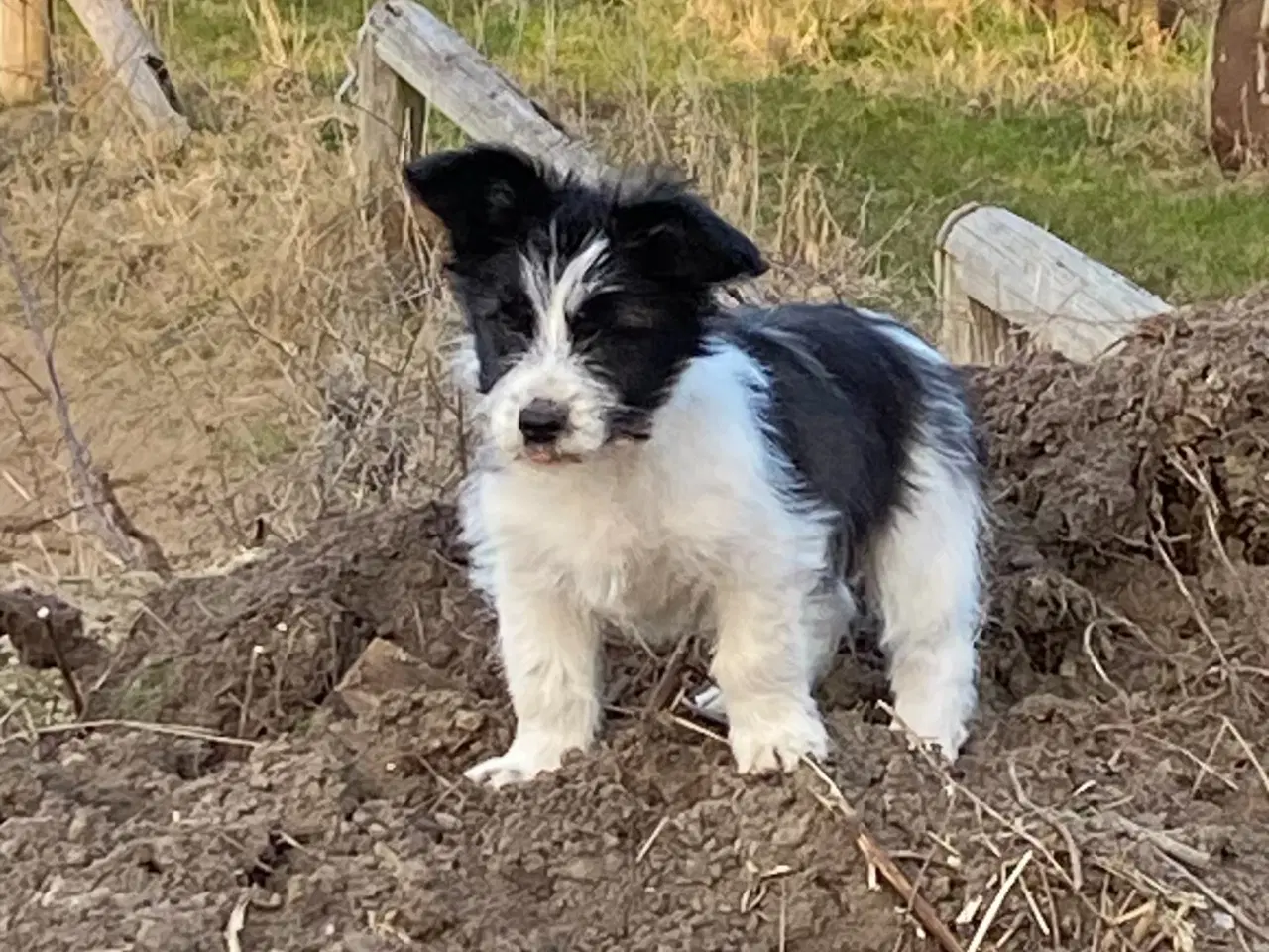 Billede 4 - Livsglad hundehvalp