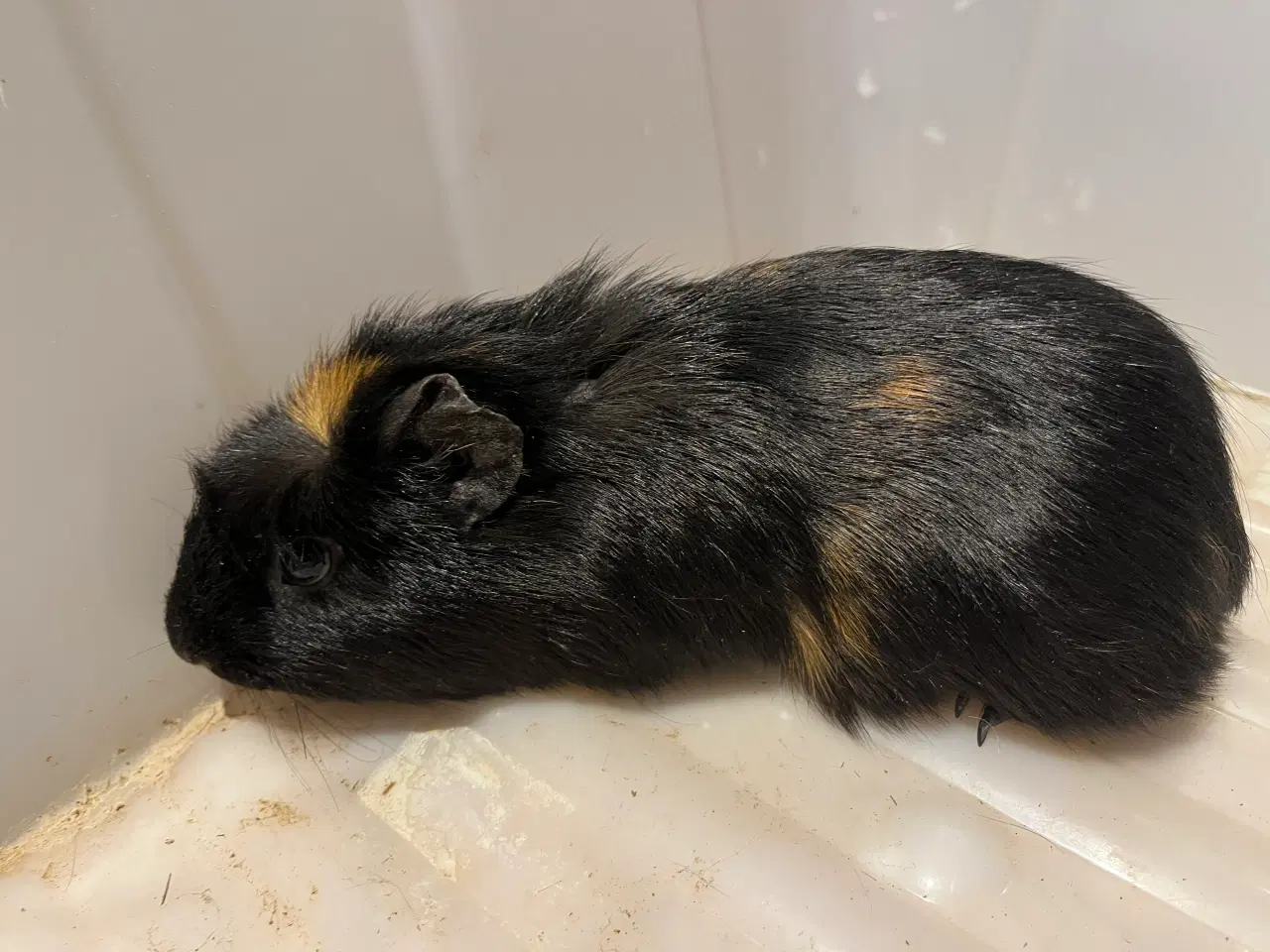 Billede 1 - Marsvin drenge