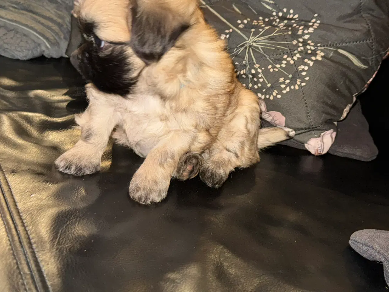 Billede 2 - Lhasa apso/pekingeser hvalp