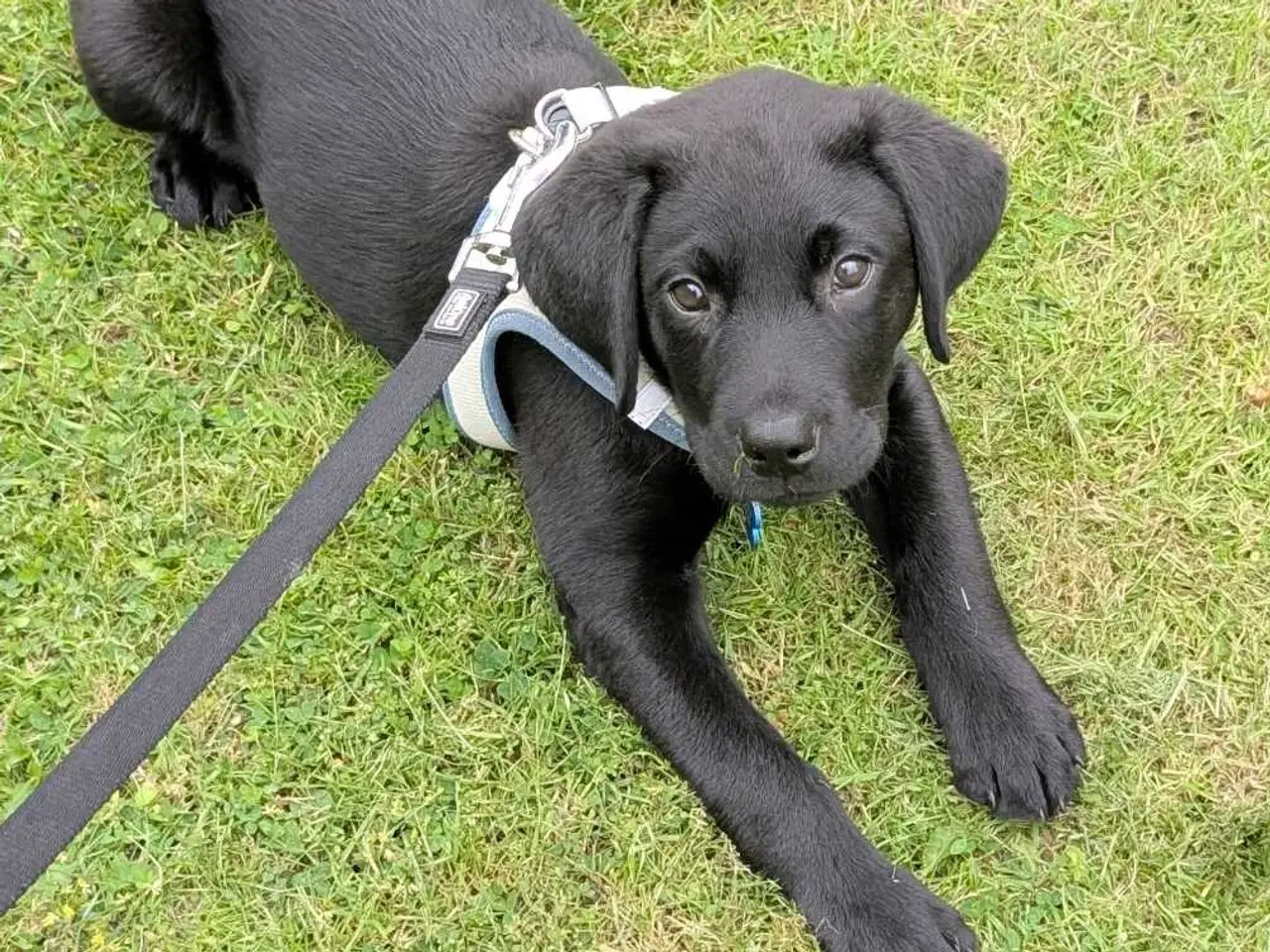 Billede 6 - Labrador retriever hvalp 