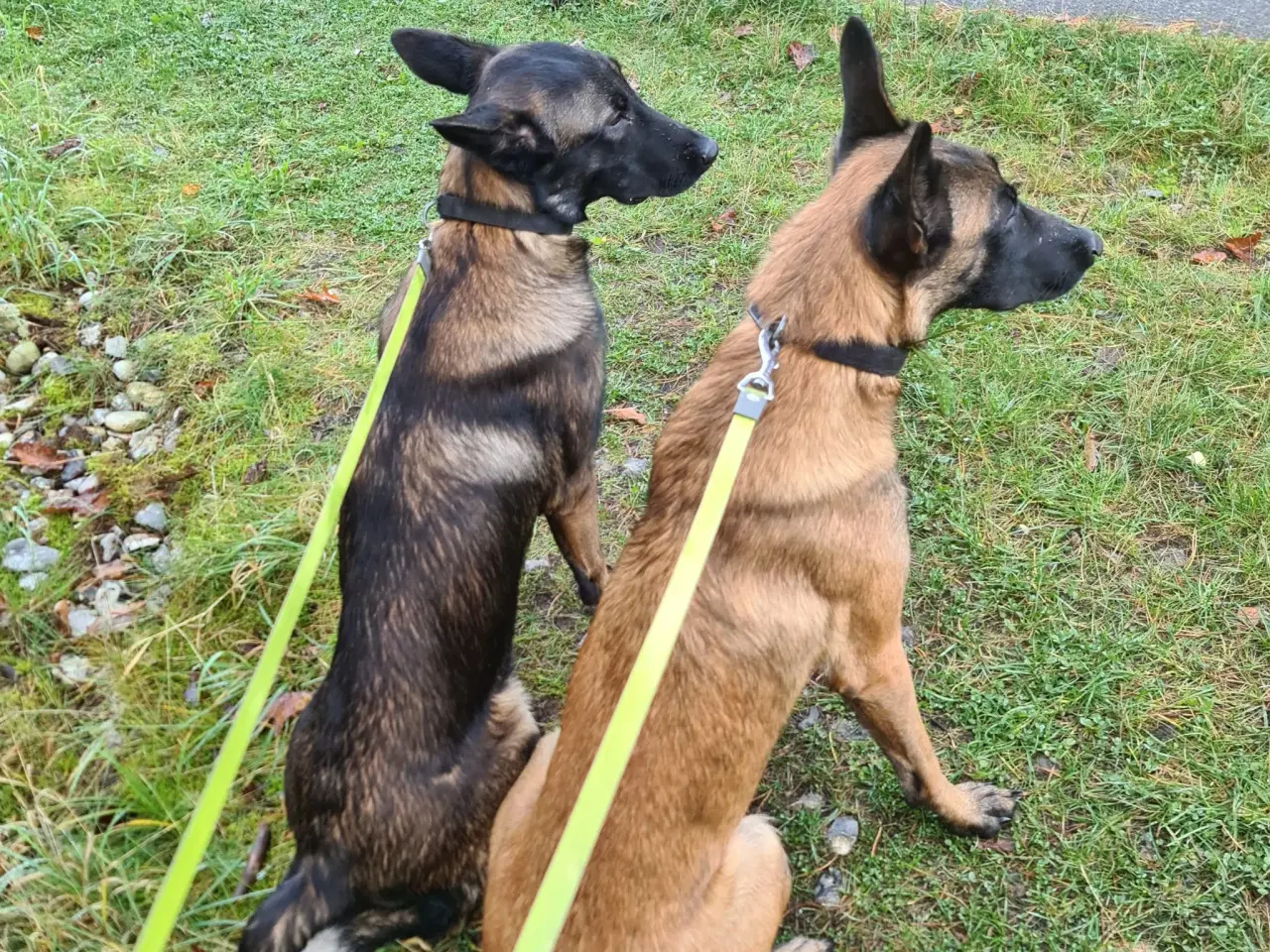 Billede 11 - Belgisk Malinois hvalpe til salg 