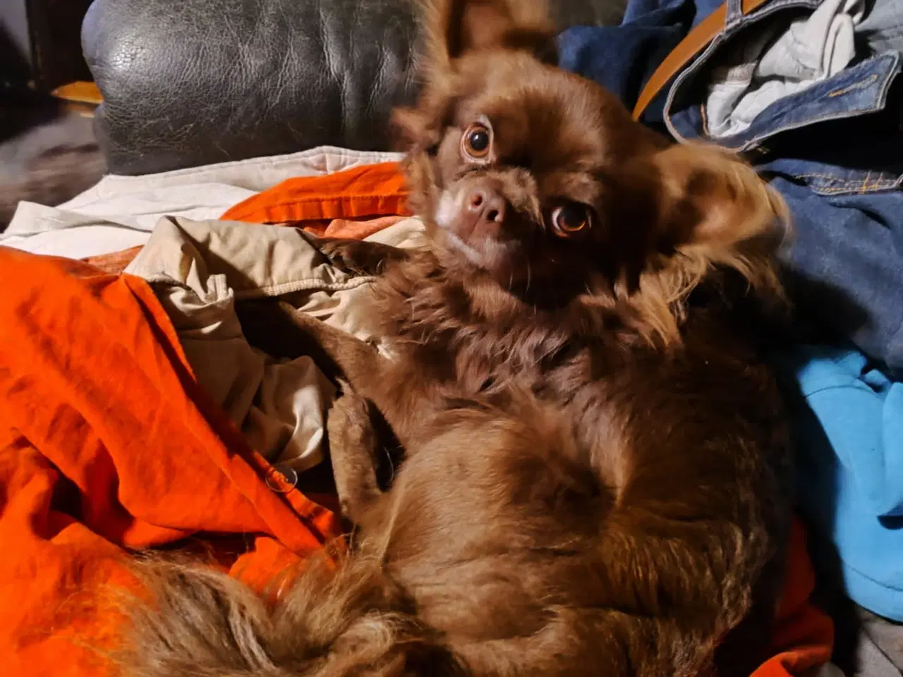 Billede 4 - Tre små mops/chihuahua til salg 