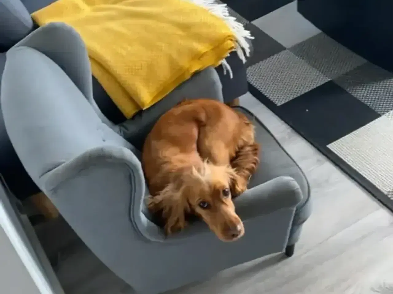 Billede 3 - Hvalpe på vej 