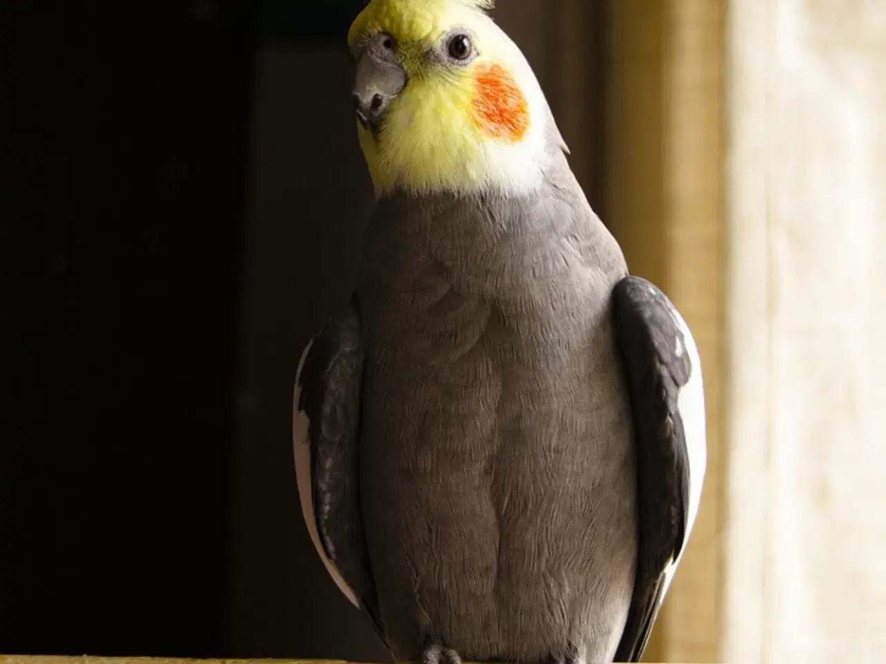 Billede 1 - Nymfeparakit