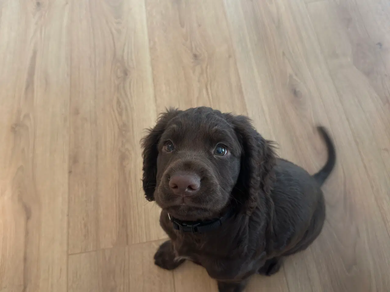 Billede 5 - Cocker spaniel FT