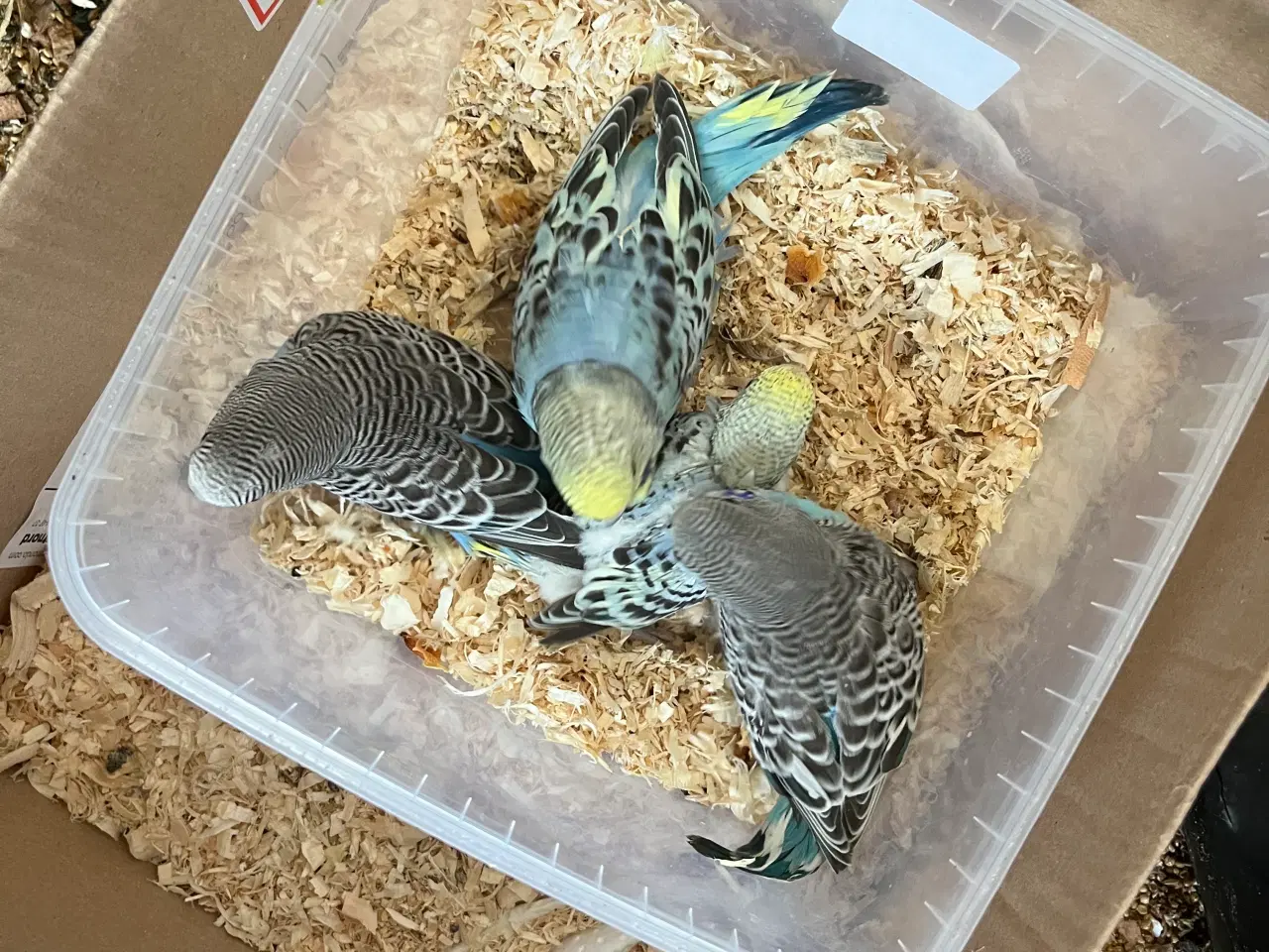 Billede 2 - Australsk undulater 