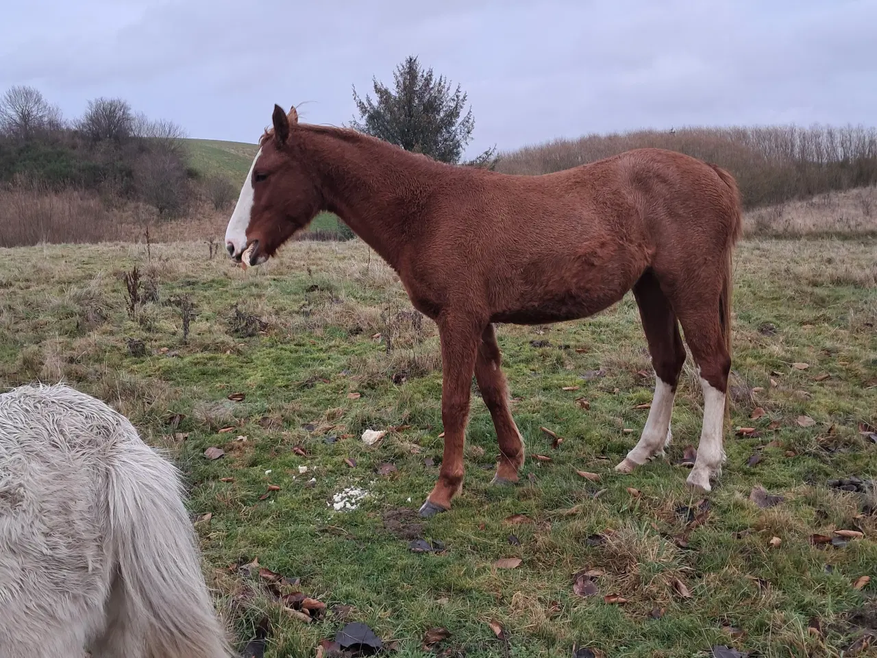 Billede 3 - Projekt hest hoppe på 3 år