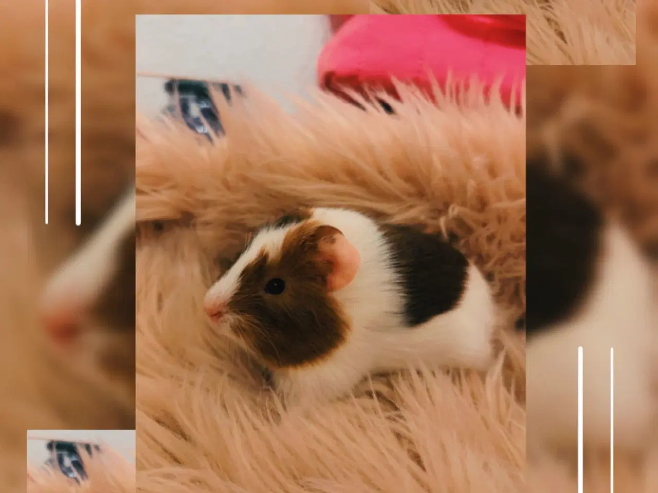 Billede 1 - Marsvine unger 