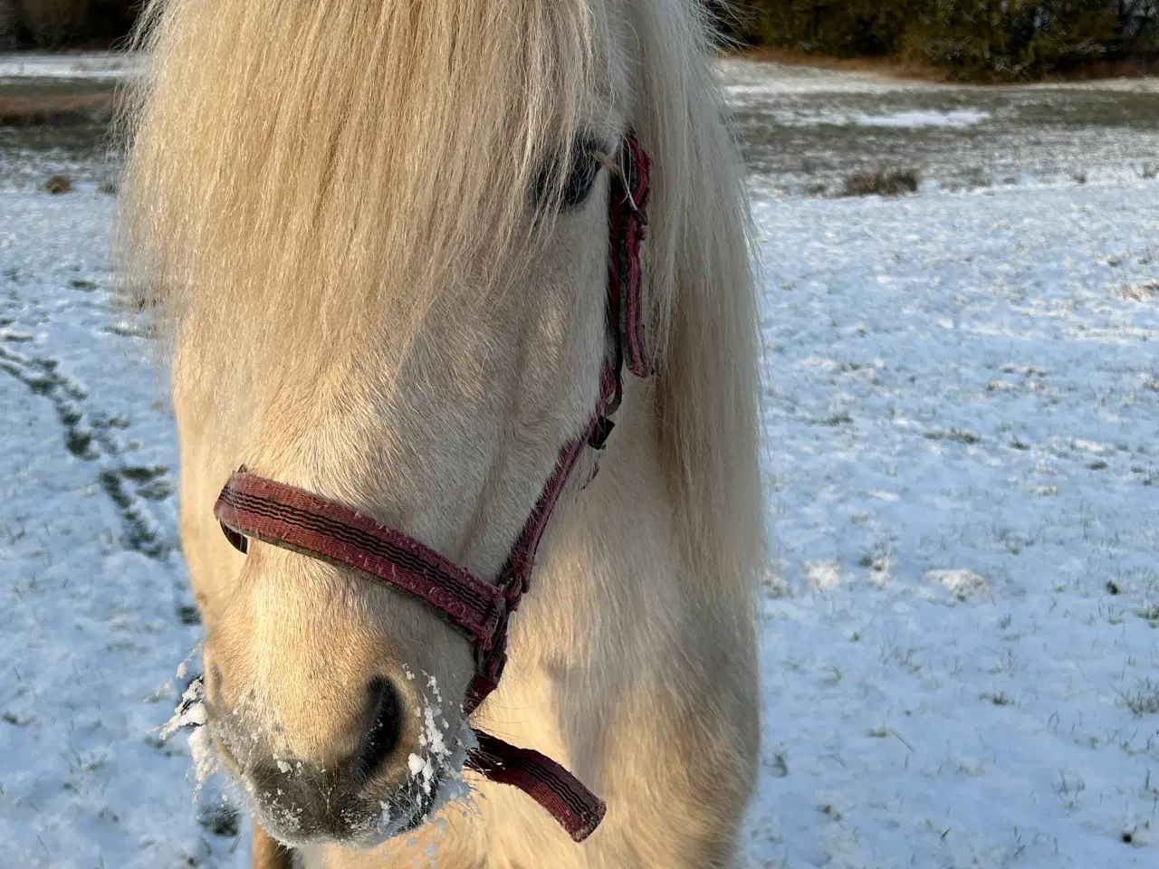Billede 3 - Islænder palomino hoppe på 6 år