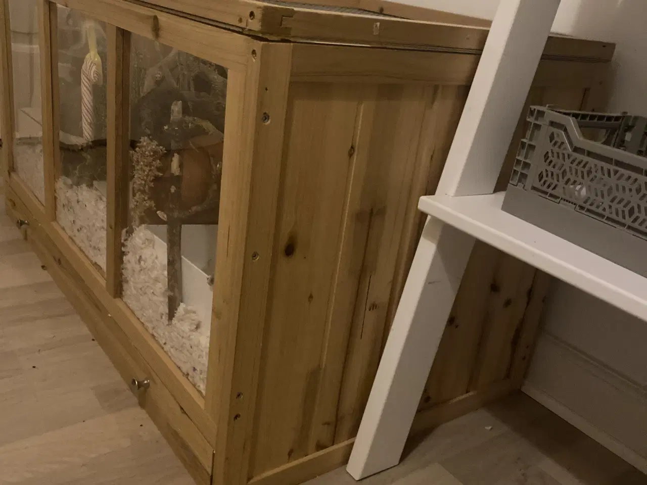 Billede 8 - Sødeste Guld hamster sælges med bur