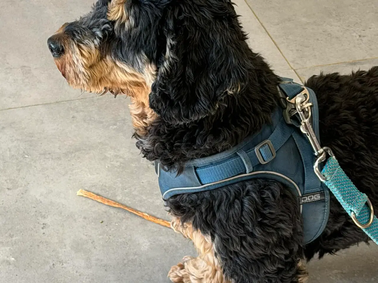 Billede 2 - 🐾 Søde Balder søger sit helt rette hjem 🐾