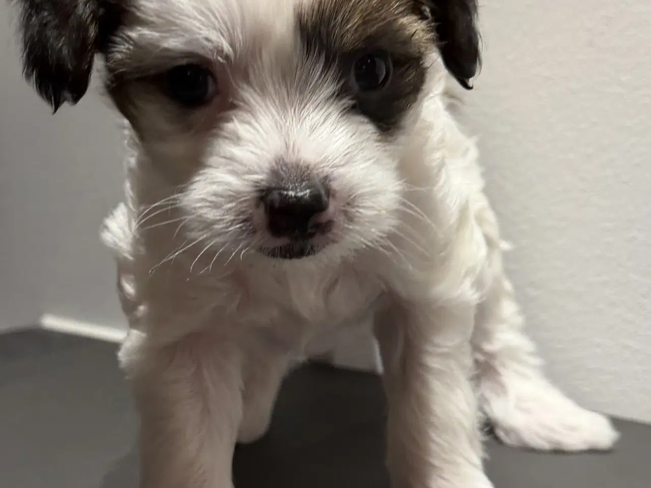 Billede 4 - Chinese crested/Kinesisk hårløs, allergivenlige