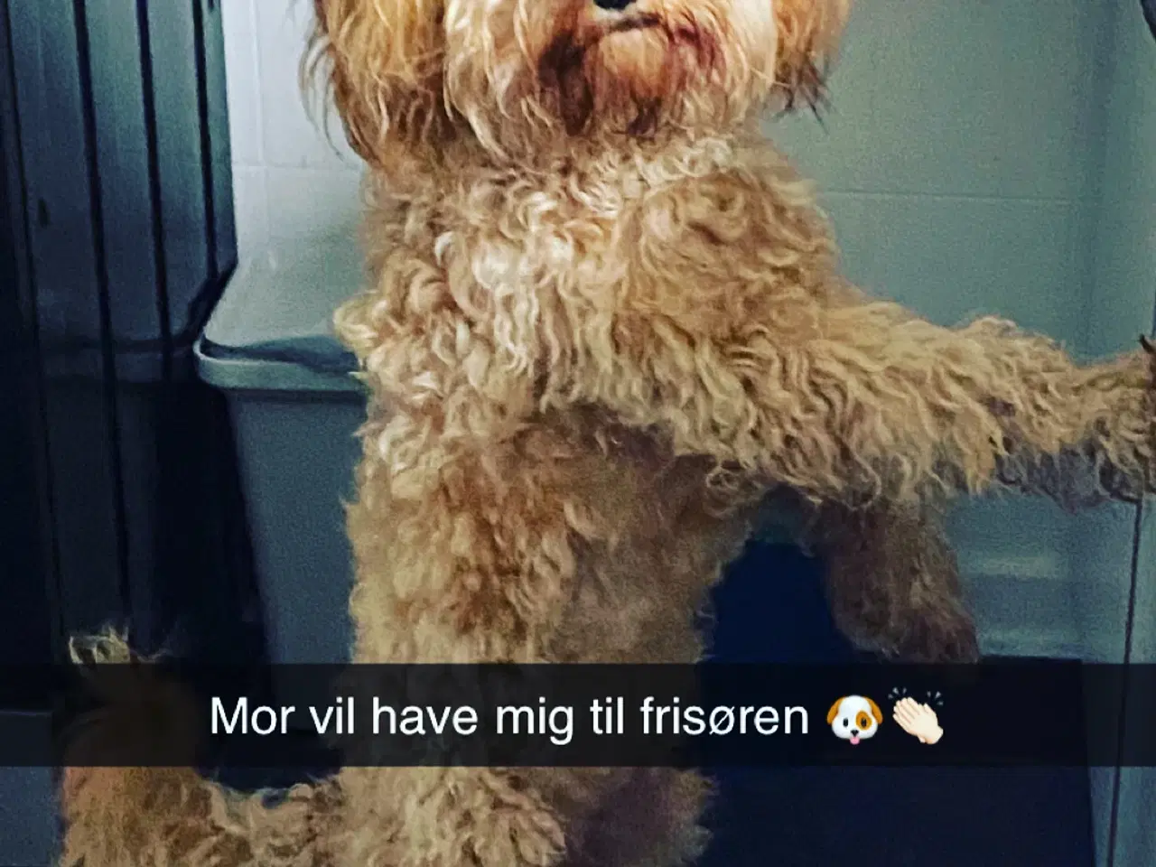 Billede 4 - Hans hun til parring cavapoo