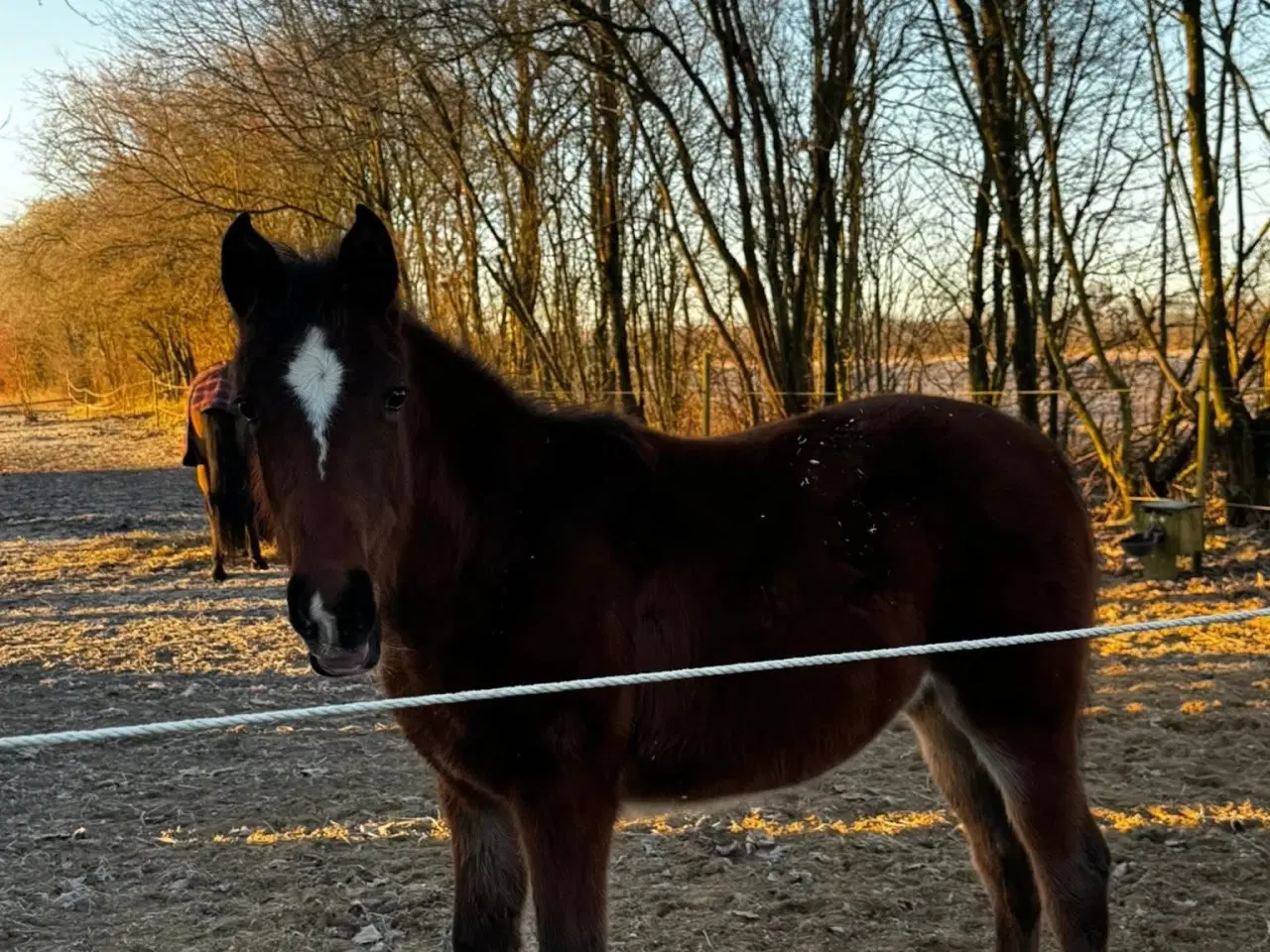 Billede 3 - ✨ Smuk unghoppe med topafstamning ✨ 