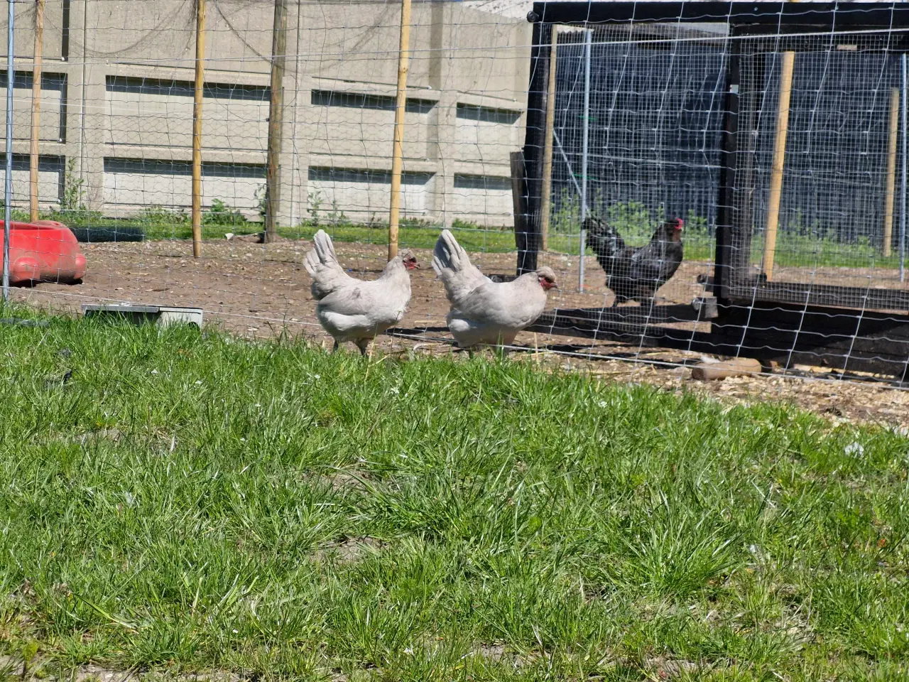 Billede 1 - Perlegrå engelsk araucana høner